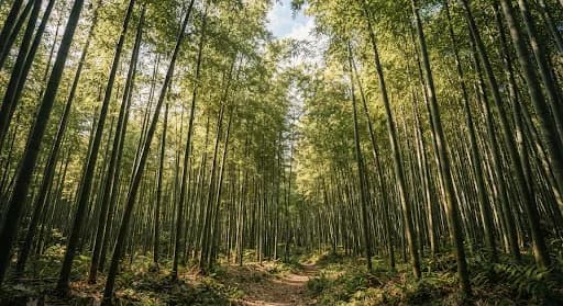 Dense bamboo grove with sunlight filtering through