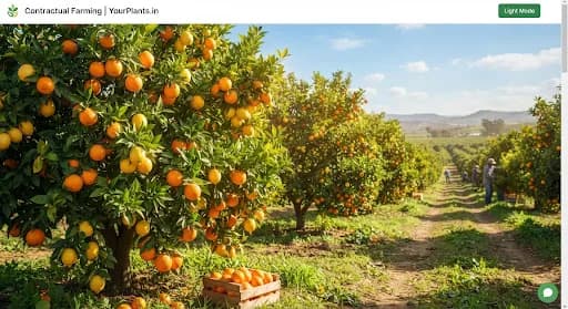 Vibrant citrus orchard