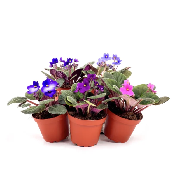 African Violets