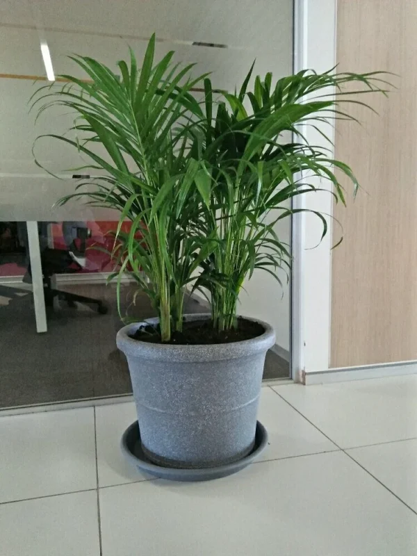 Areca Palm (Dypsis lutescens)
