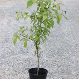 Bael (Aegle Marmelos)