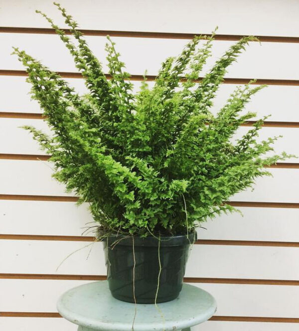 Boston Fern