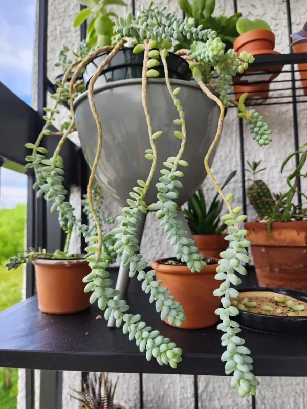 Burro’s Tail