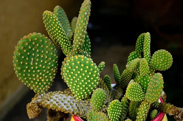 Cactus Varieties