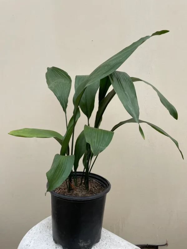 Cast Iron Plant (Aspidistra elatior)