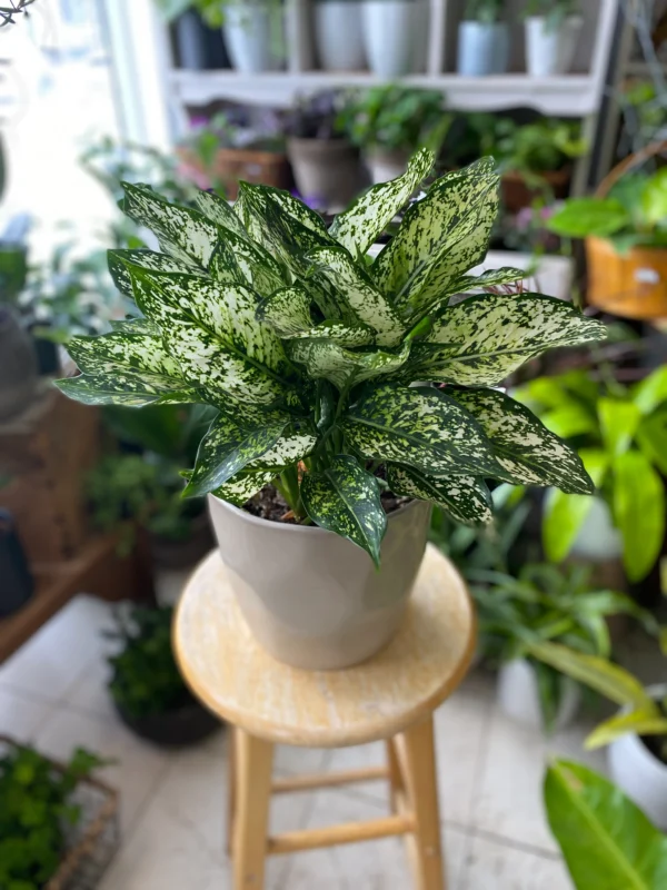 Chinese Evergreen