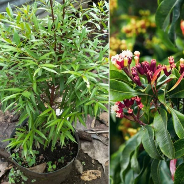 Clove (Syzygium aromaticum)