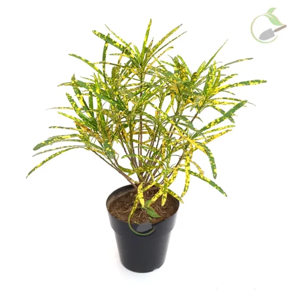 Croton