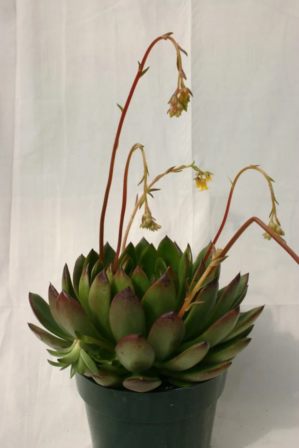 Echeveria