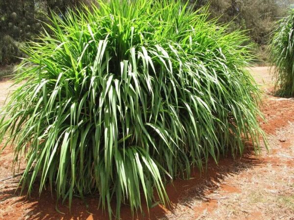 Elephant Grass (Pennisetum purpureum)