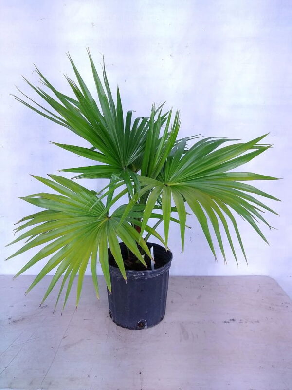 Fan Palm (Livistona chinensis)
