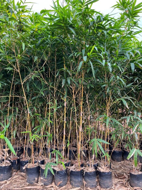 Golden Bamboo (Phyllostachys aurea)