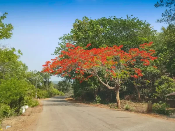 Gulmohar (Delonix regia)
