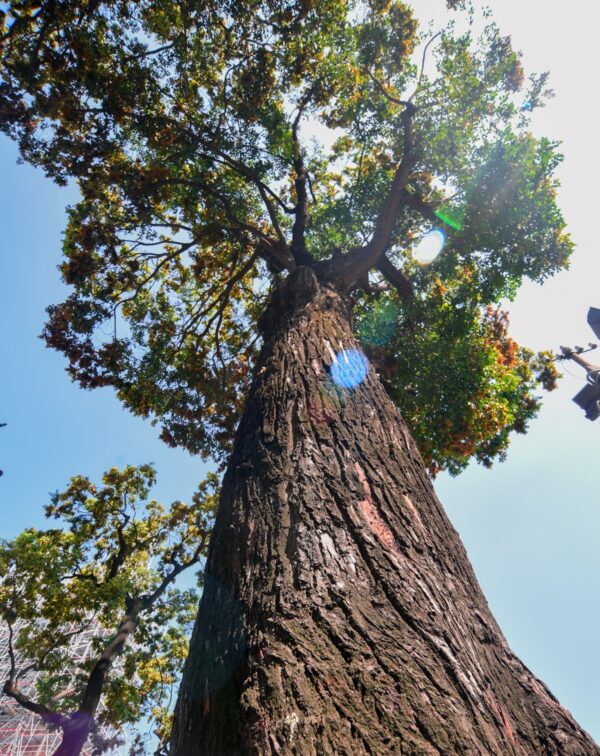 Hollong (Dipterocarpus retusus)