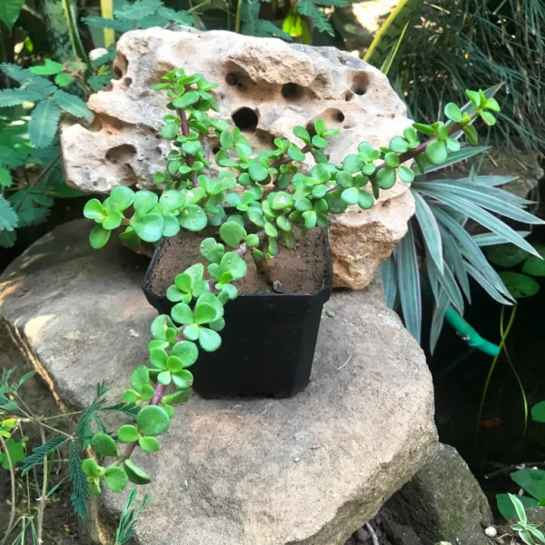 Jade Plant