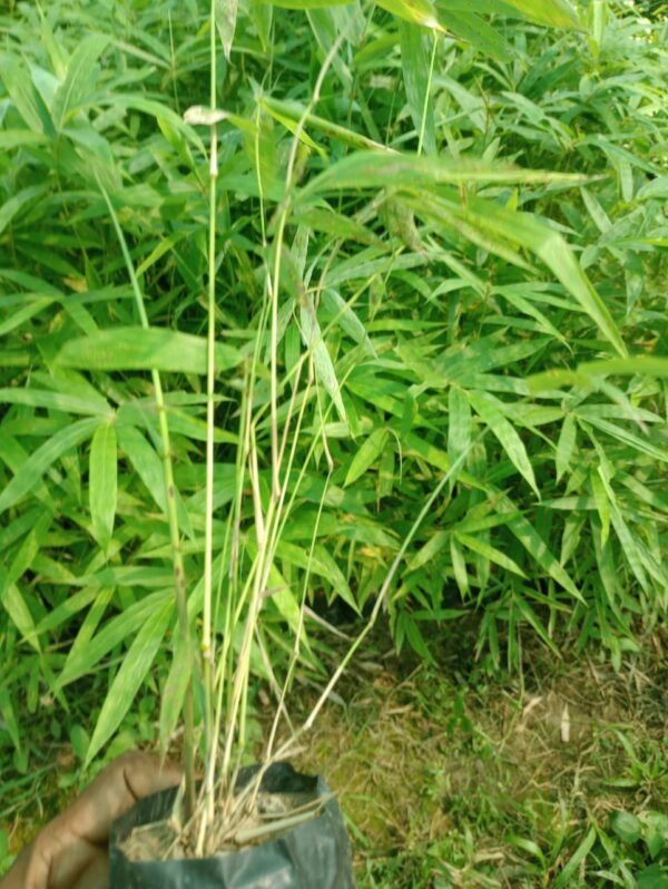 Jati Bamboo (Bambusa tulda)