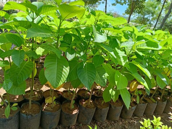 Kadamba (Neolamarckia cadamba)