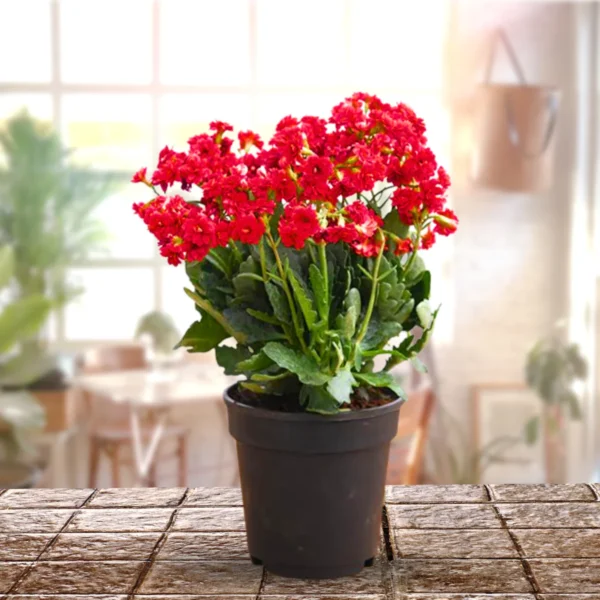 Kalanchoe