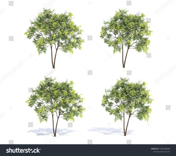 Koroi (Albizia procera)