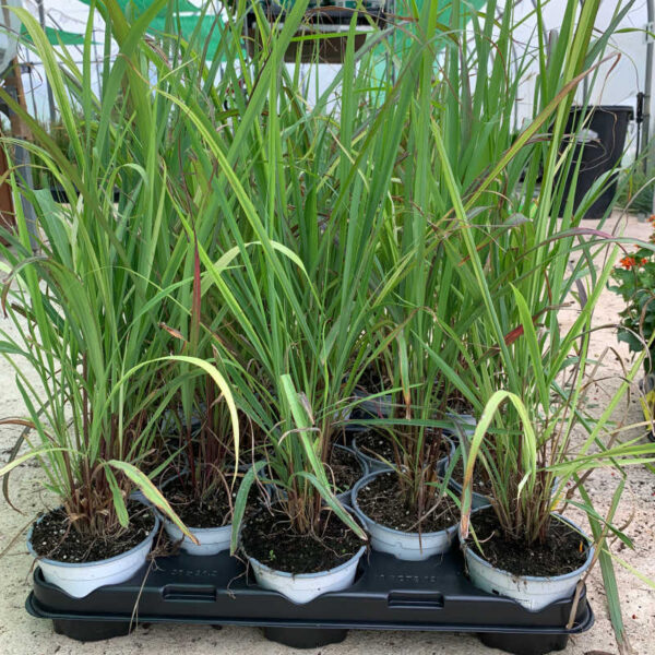 Lemongrass (Cymbopogon citratus)