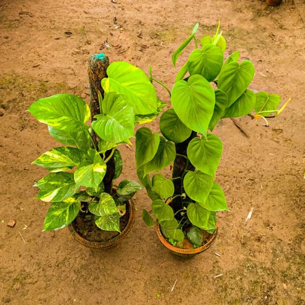 Pothos (Money Plant)