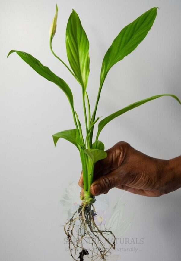 Peace Lily