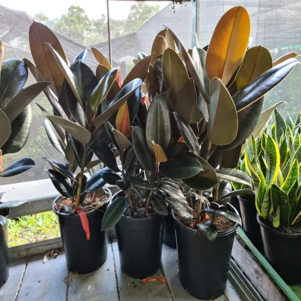 Rubber Plant (Ficus elastica)