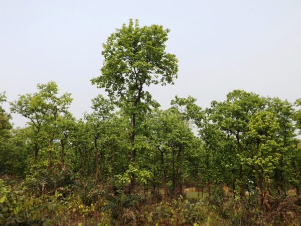 Sal (Shorea robusta)