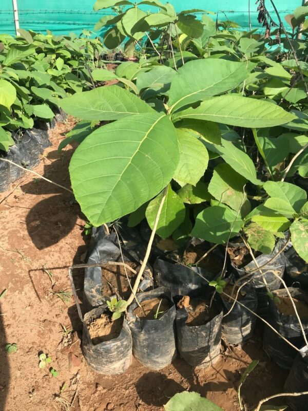 Sagwan (Teak)