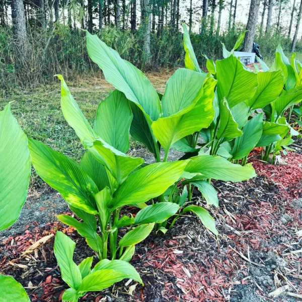 Turmeric (Curcuma longa)