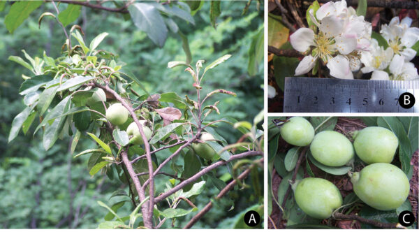 Wild Apple (Docynia indica)