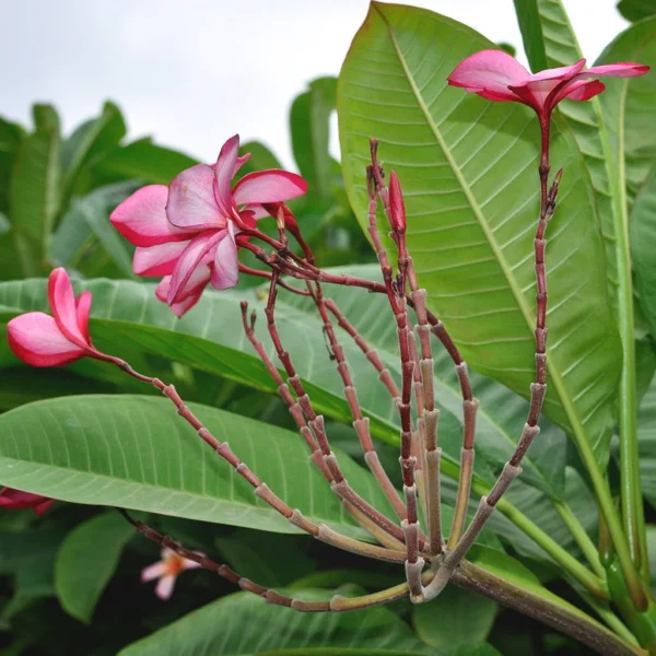 Plumeria (Frangipani)