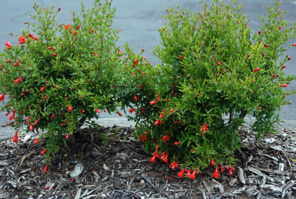 Pomegranate (Punica granatum)